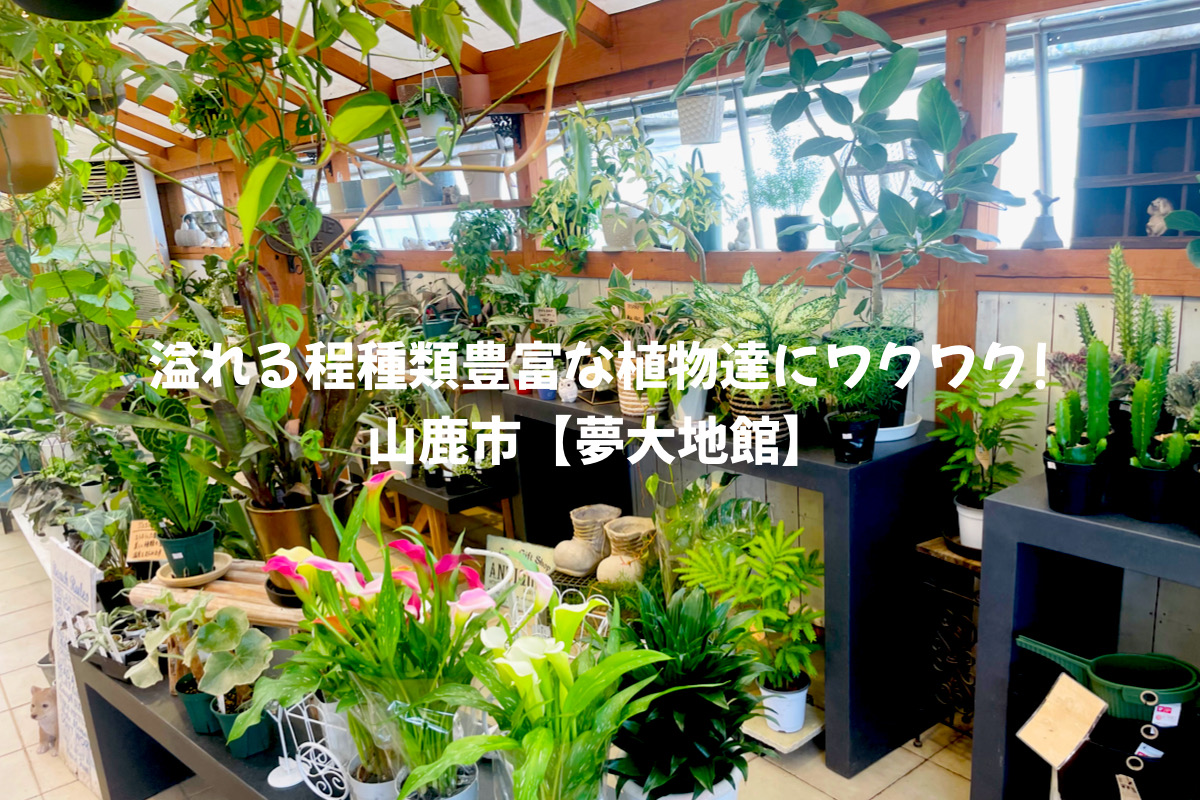 山鹿【夢大地館】　色とりどりの観葉植物が溢れる人気直売所