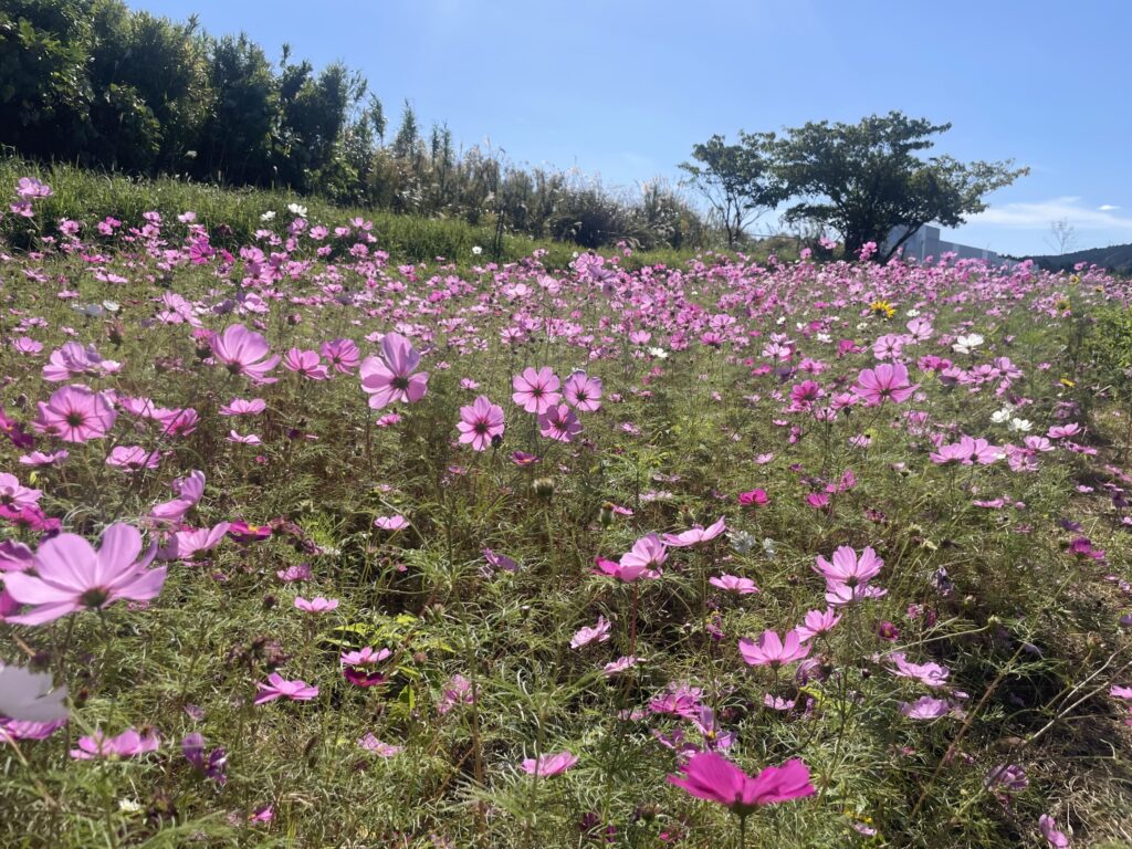俵山交流館 萌えの里コスモス畑