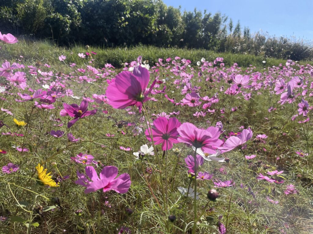 俵山交流館 萌えの里コスモス畑