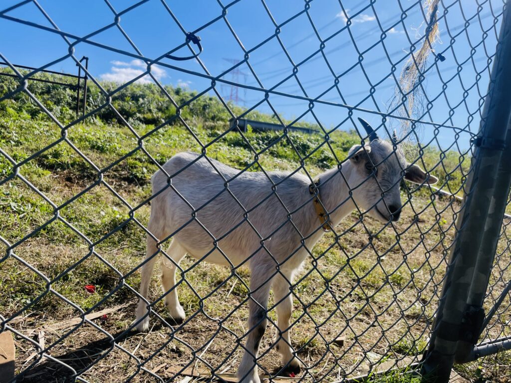 俵山交流館 萌えの里　ヤギ