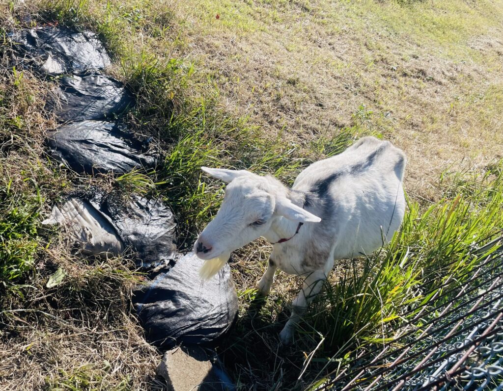 俵山交流館 萌えの里　ヤギ