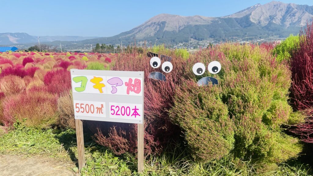 道の駅 あそ望の郷くぎの　コキア畑