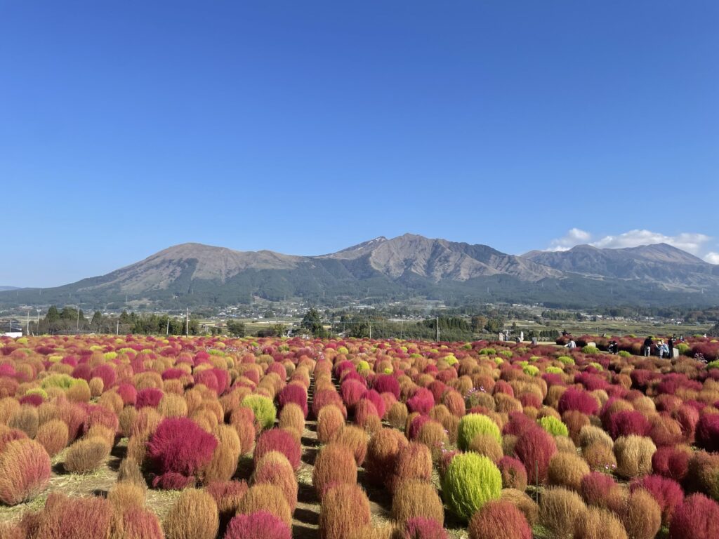 道の駅 あそ望の郷くぎの　コキア畑