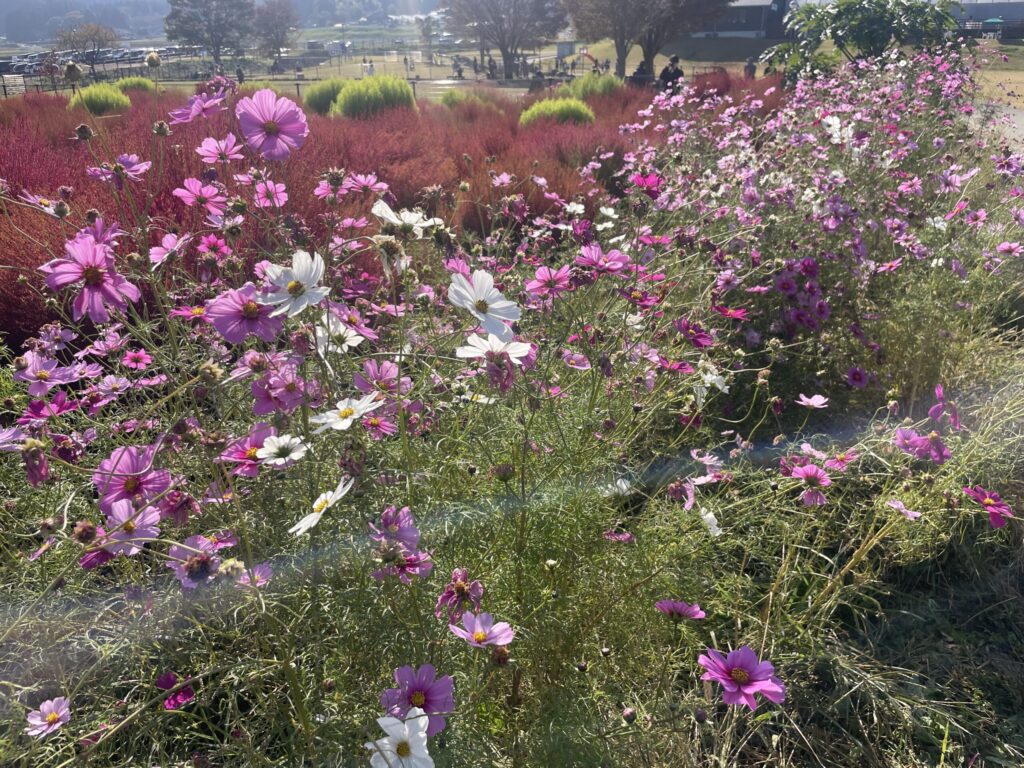 道の駅 あそ望の郷くぎの　コスモス
