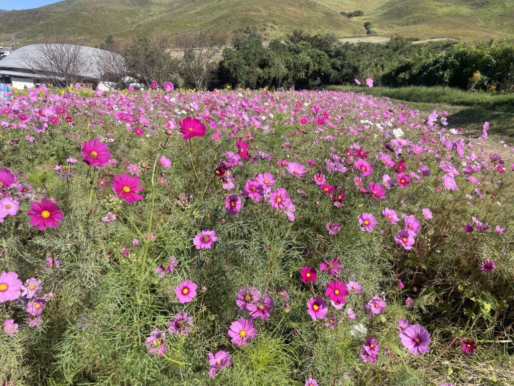 俵山交流館 萌えの里コスモス畑