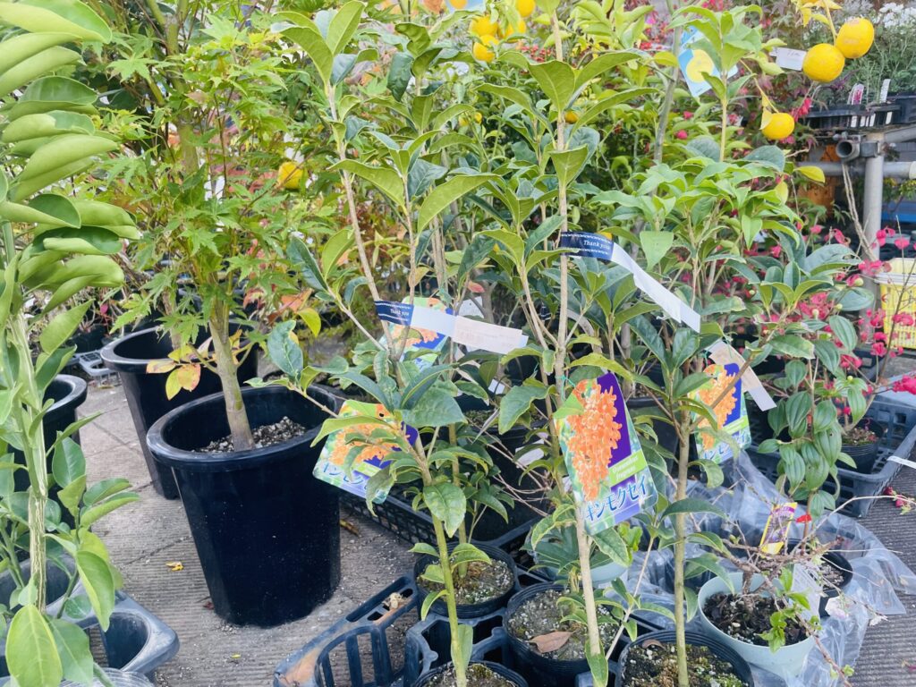 あそ四季彩　苗木