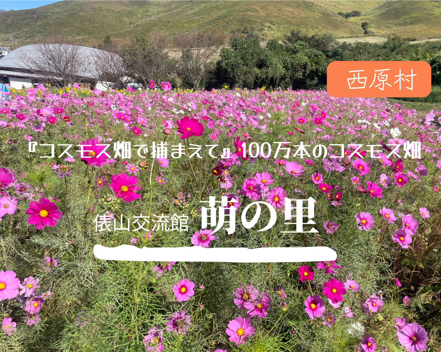 西原村【萌の里】　圧巻のコスモス畑！ファミリーやカップルにおススメ直売所♪