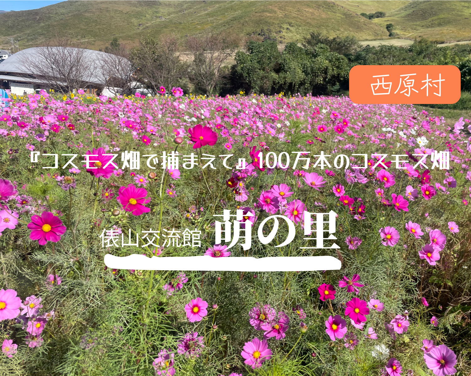 西原村【萌の里】　圧巻のコスモス畑！ファミリーやカップルにおススメ直売所♪