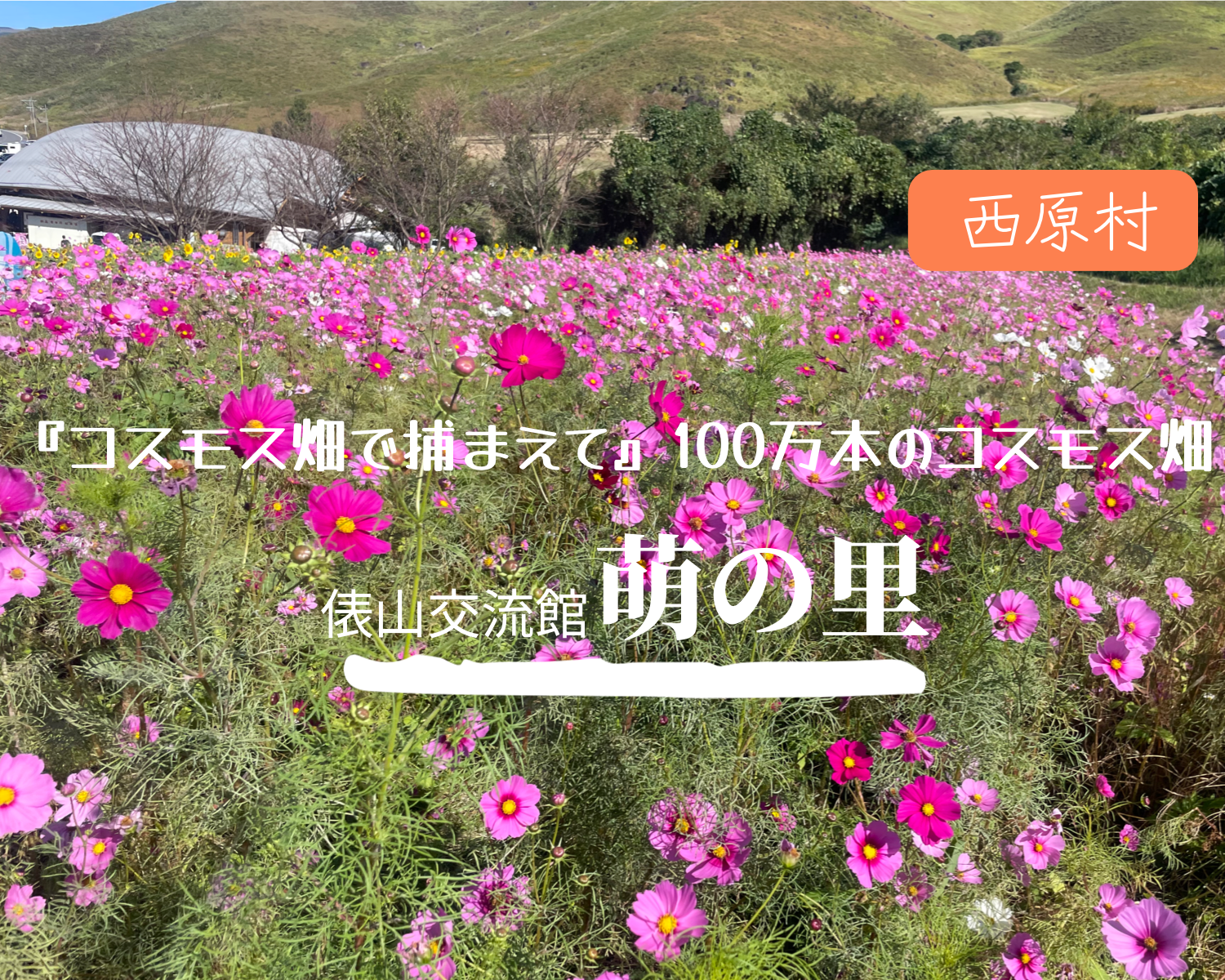 西原村【萌の里】　100万本のコスモス畑！ファミリーやカップルにおススメ直売所